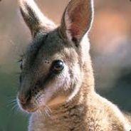 Storm6555's Stream profile image