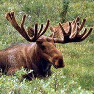 Bjorn The Moose's - Steam avatar