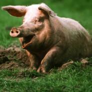 Pigpog101's Stream profile image