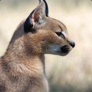 Rooikat's Stream profile image