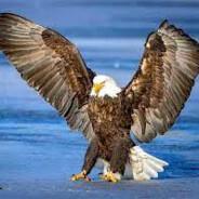 Aguila Locote's Stream profile image