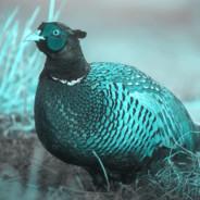 BadNaughtyPheasant's - Steam avatar