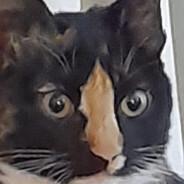 BlaKeDar's Stream profile image