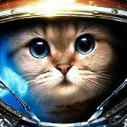 Chopameister's Stream profile image