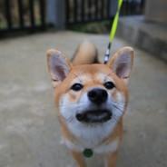狠柴's Stream profile image
