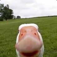 Zug Zug's Stream profile image
