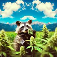 Gerchofunk's Stream profile image