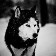 HUSK.'s Stream profile image