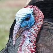 Bocchï's - Steam avatar