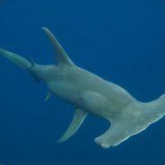SharkHunt's Stream profile image