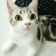 Java's - Steam avatar