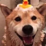 Asifbar阿西吧's Stream profile image