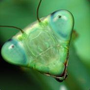 Viktor Kano's Stream profile image