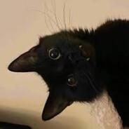 Sir Megaser's Stream profile image