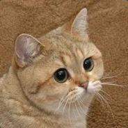 tomas1808's Stream profile image