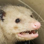 PIPKO's Stream profile image