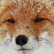 Mesarthim's Stream profile image
