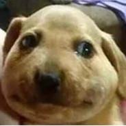 Drewski's Stream profile image