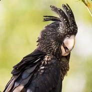 Mr. Khakhadu's Stream profile image