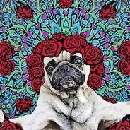 Puggles's Stream profile image