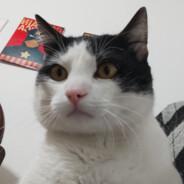 Bob, o Gato's - Steam avatar