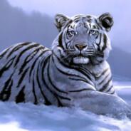 El Tigre's Stream profile image