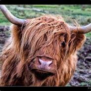 Loki das Highlandrind's Stream profile image
