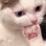 SussyCat's - Steam avatar