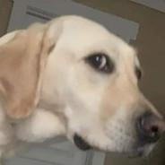 Educast's Stream profile image