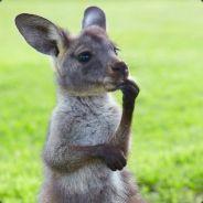WinSomeLoseMore's Stream profile image