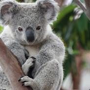 KOALA's - Steam avatar