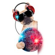 Thynop's Stream profile image