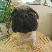 EiOveli's Stream profile image