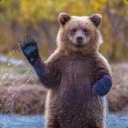 Grizzly's Stream profile image