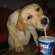 PerroPepsi's Stream profile image