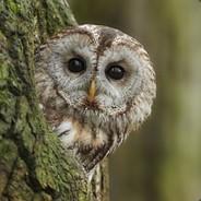 Major_Pain's Stream profile image