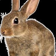 Rabbit's Stream profile image