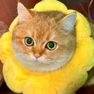 Fish_Fish's Stream profile image
