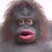 Baerash's Stream profile image