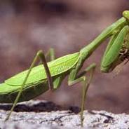 Mantis1099's - Steam avatar