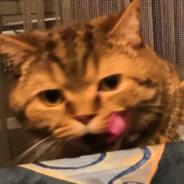 Взлом жопы's Stream profile image