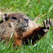 Wind Woodchuck's Stream profile image