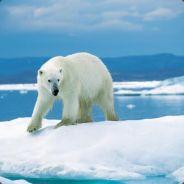 KillerPolarBear's Stream profile image