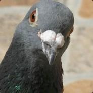 [TNT] Pruu's - Steam avatar