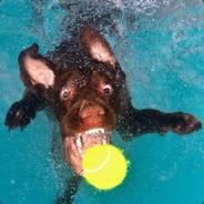 psevdonim's Stream profile image