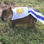 APAKKAPO's Stream profile image