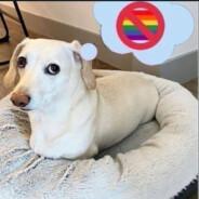 Sem Perna's Stream profile image