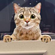 griefyng's Stream profile image