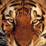 Maxiking's Stream profile image