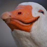 Ulises's Stream profile image